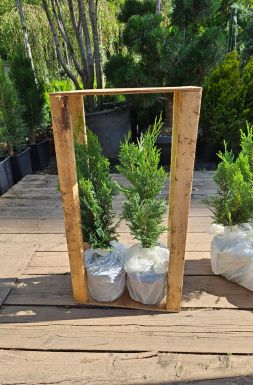 Кипарисовик Лавсона Колумнарис (Columnaris)