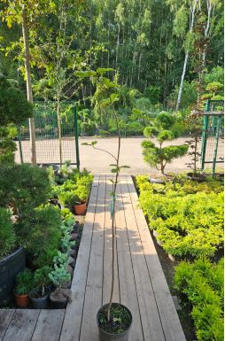 Рябина обыкновенная Рубиновая (Rubinovaya)