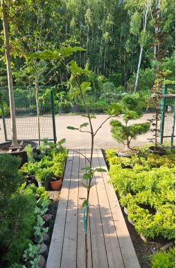 Рябина обыкновенная Рубиновая (Rubinovaya)