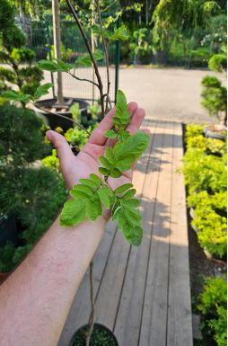 Рябина обыкновенная Рубиновая (Rubinovaya)