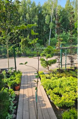 Рябина обыкновенная Рубиновая (Rubinovaya)