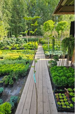 Рябина обыкновенная Рубиновая (Rubinovaya)