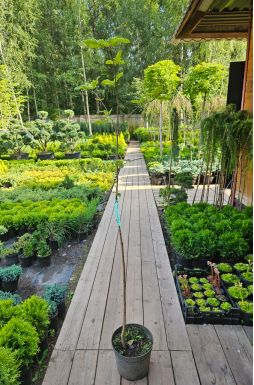 Рябина обыкновенная Рубиновая (Rubinovaya)