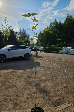 Рябина обыкновенная Рубиновая (Rubinovaya)