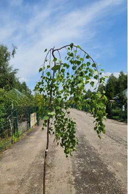 Береза Юнги (Youngii)