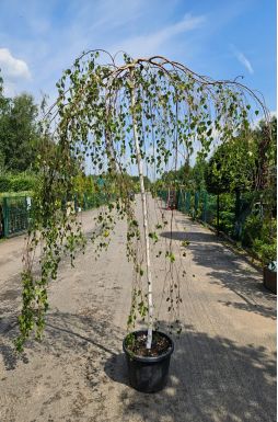 Береза Юнги (Youngii)