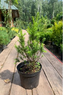 Тис средний Войтек (Wojtek)