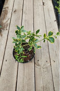 Бересклет форчуна Санспот (Sunspot)