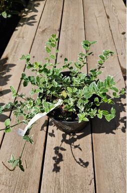 Бересклет форчуна Эмеральд Гаити (Emerald Gaiety)