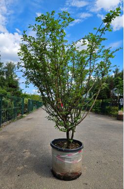 Бересклет крылатый (Winged)