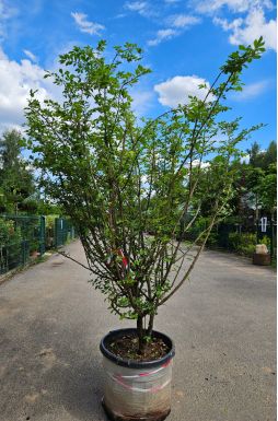 Бересклет крылатый (Winged)