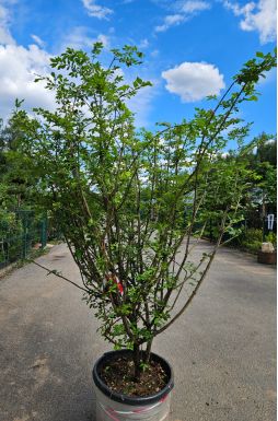 Бересклет крылатый (Winged)