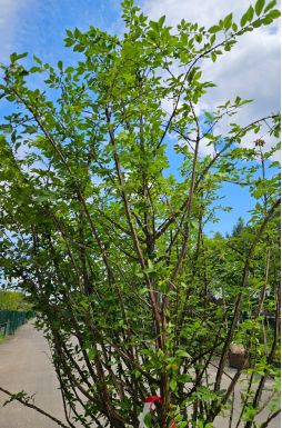 Бересклет крылатый (Winged)