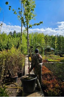 Клен Фримана Отемн Блейз (Autumn Blaze)