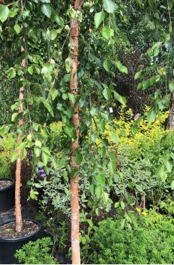 Берёза черная Саммер Каскад (Summer Cascade)