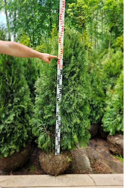 Туя западная Смарагд (Smaragd)