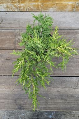 Можжевельник средний Голд Кост (Gold coast)