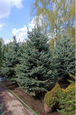 Ель колючая Фат Альберт (Fat albert)