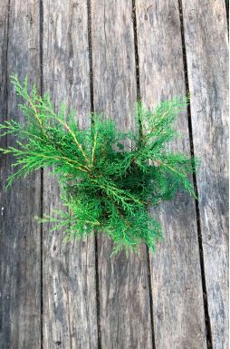 Микробиота перекрестная