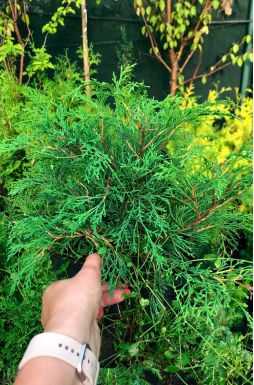 Микробиота перекрестная