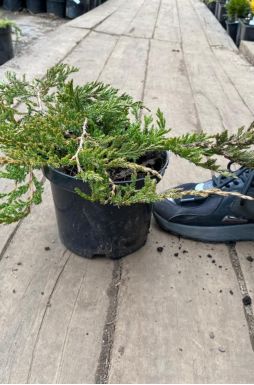 Можжевельник горизонтальный Принц Уэльский (Prince of wales)